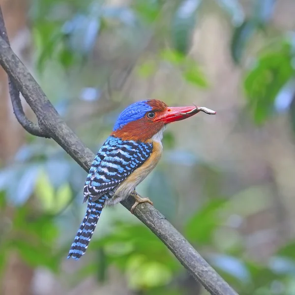 Macho Banded Kingfisher —  Fotos de Stock