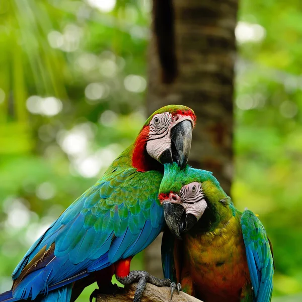 Palyaço Amerika papağanı — Stok fotoğraf