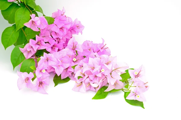 Bougainvilea — Stockfoto