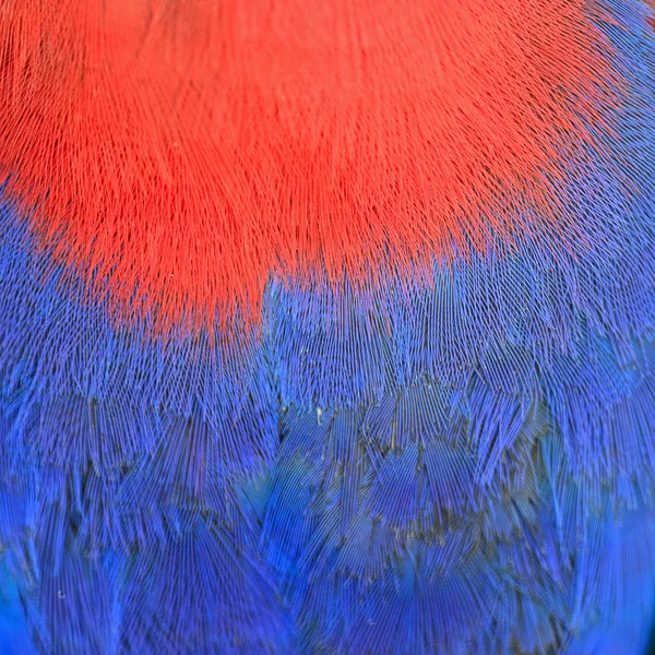 Eclectus pluma de loro —  Fotos de Stock