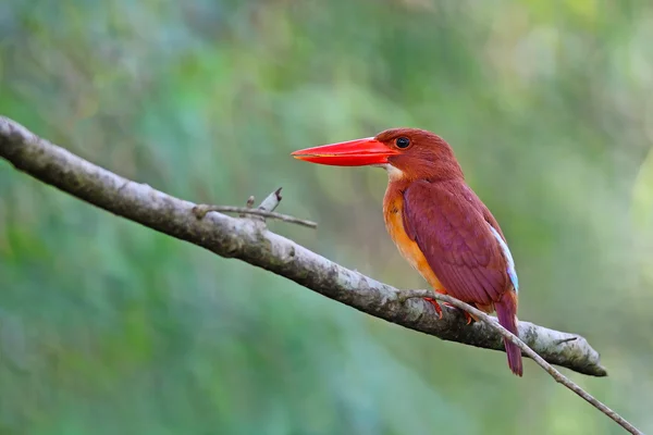 Ruddy Kingfisher — Stock Photo, Image