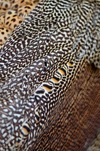 Green Peafowl feather — Stock Photo, Image