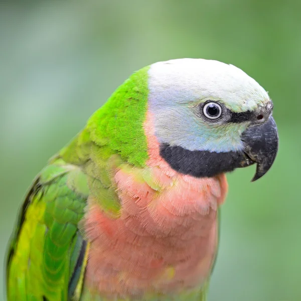 Red-breasted parkiet — Stockfoto