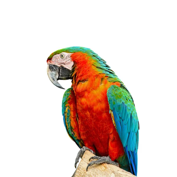 丑角的金刚鹦鹉 — 图库照片