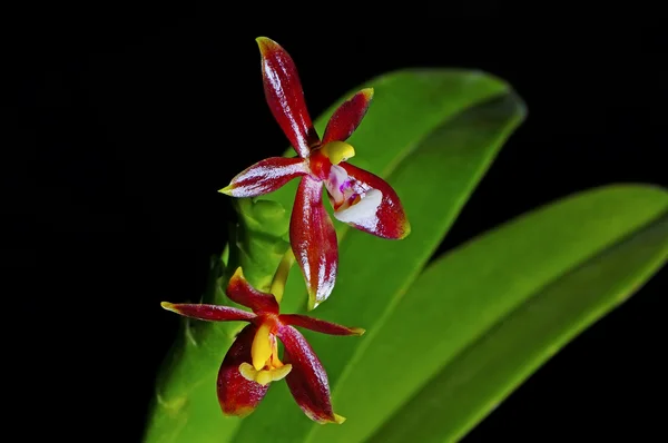 Phalaenopsis cornu-cevi — Foto Stock