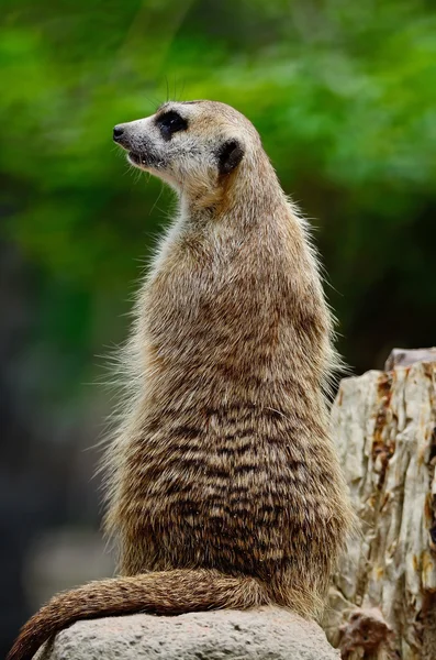 Meerkat — Foto Stock