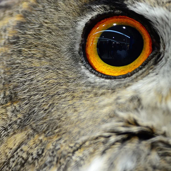 Eurasian Eagle Owl — Stock Photo, Image