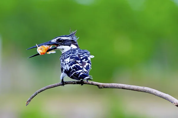 Pied Kingfisher — Stockfoto