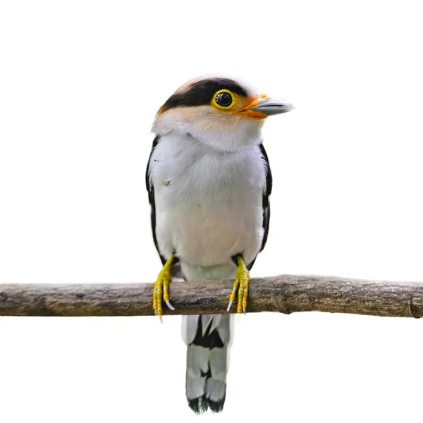 Stříbro breasted broadbill — Stock fotografie