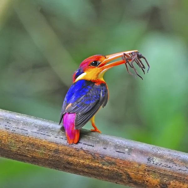 female Black-backed Kingfisher