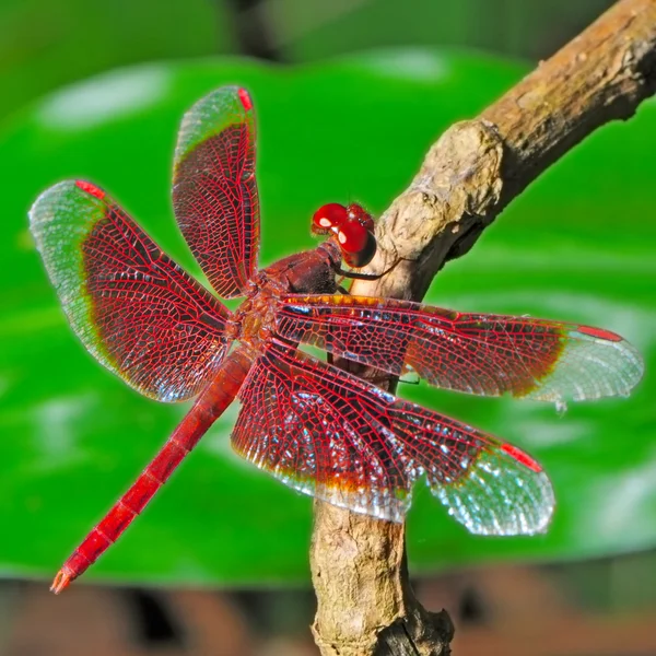 Dragonfly — Stock Photo, Image