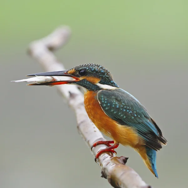 Common Kingfisher — Stock Photo, Image