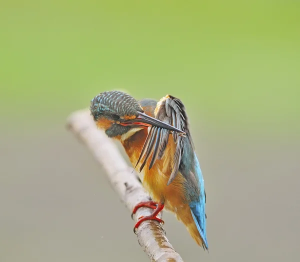 Female Common Kingfisher — Stock Photo, Image