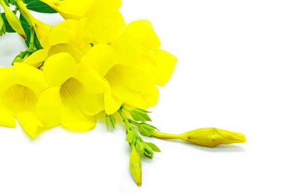 Allamanda — Stock Photo, Image