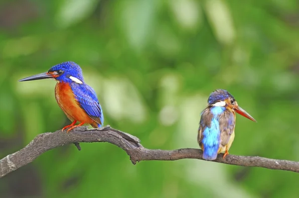 Kingfisher blued kulaklı — Stok fotoğraf