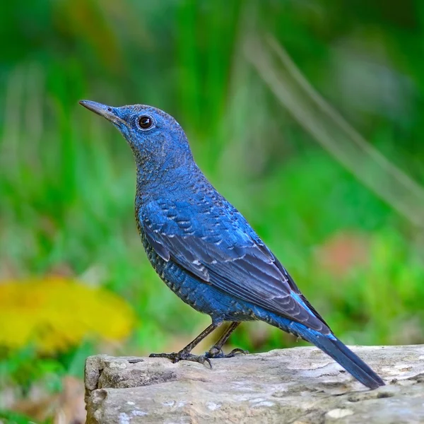 Zorzal de roca azul —  Fotos de Stock