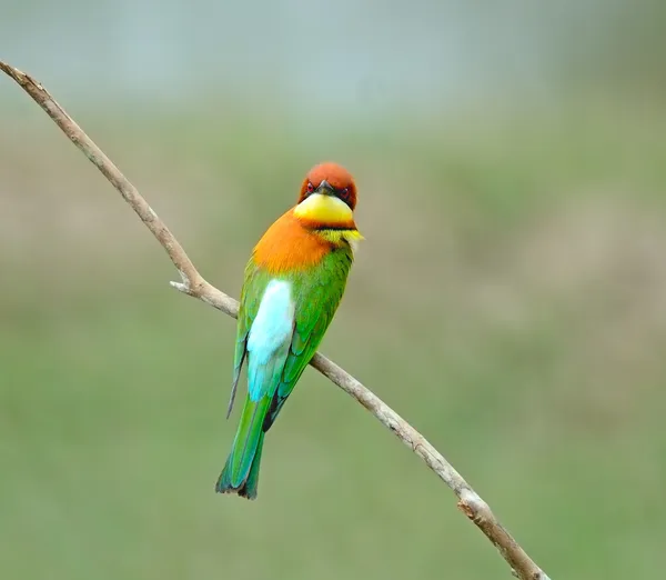 Comedor de abelhas cabeça de castanha — Fotografia de Stock