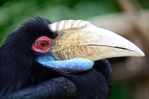 Plain-verpakt neushoornvogel — Stockfoto