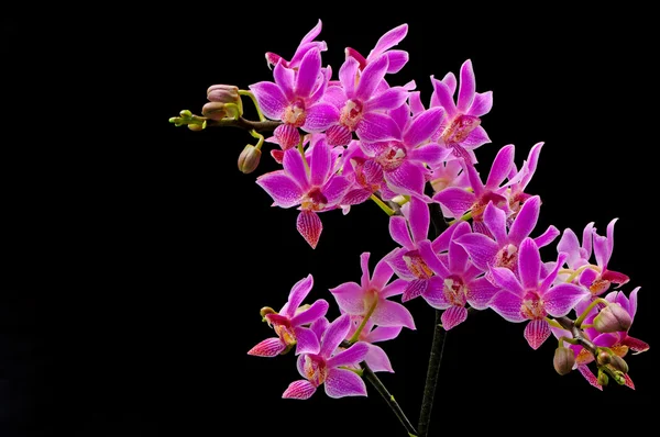 Phalaenopsis-Hybride — Stockfoto