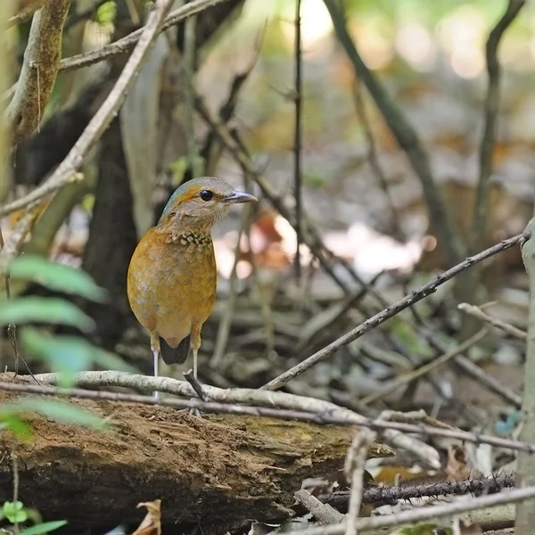 Fêmea azul-rumped Pitta — Fotografia de Stock