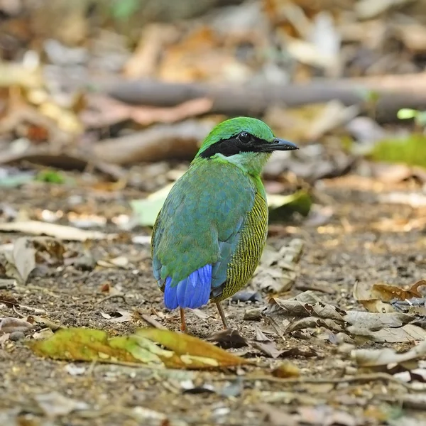 Samec bar-bellied pitta — Stock fotografie