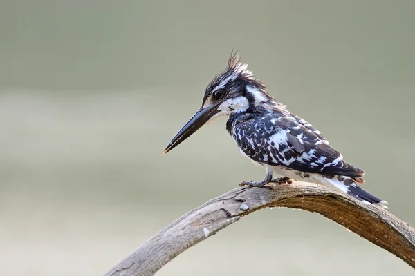 Female Pied Kingfisher — Stock Photo, Image