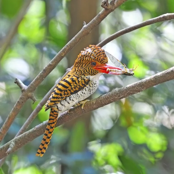 Femelle Kingfisher bagué — Photo