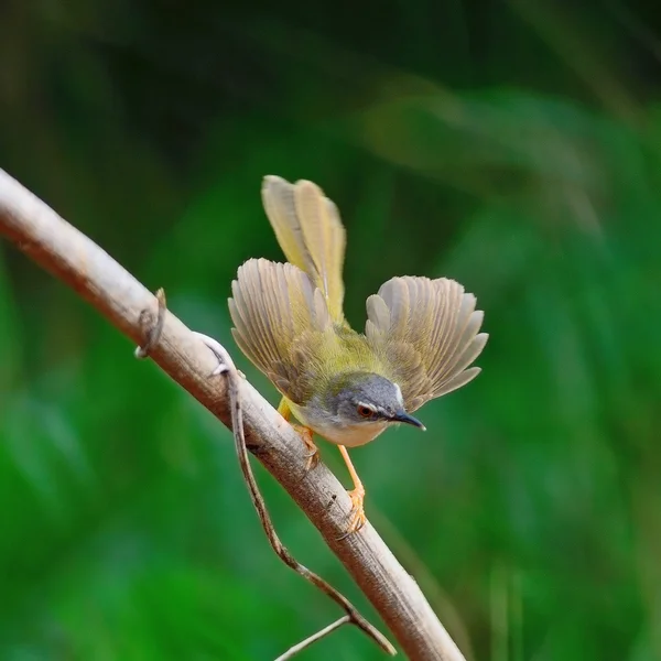 Sarı göbekli prinia — Stok fotoğraf