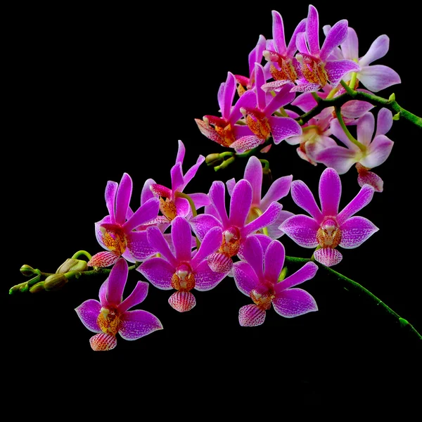 Phalaenopsis hybrid — Stockfoto