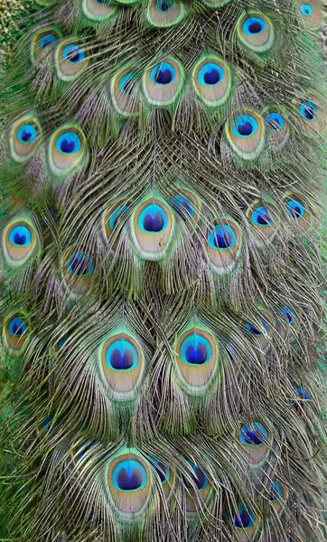 Green Peafowl feather — Stock Photo, Image