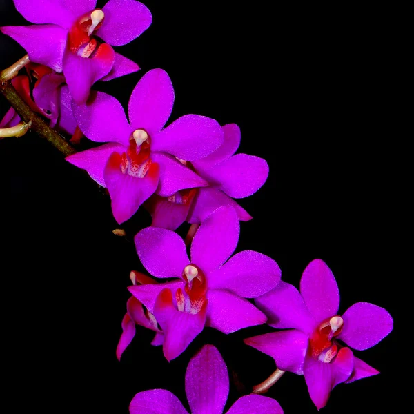 Hybryda Phalaenopsis — Zdjęcie stockowe