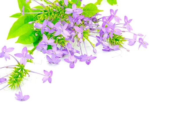 Ixora violeta — Fotografia de Stock