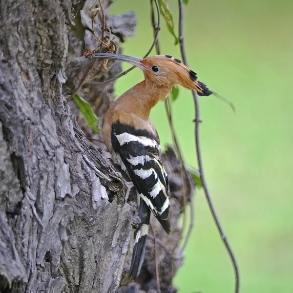 Hoopoe euroasiático — Foto de Stock