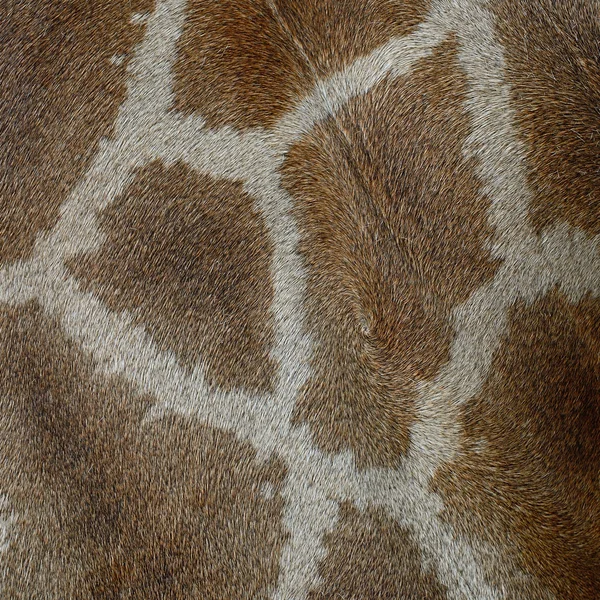 Żyrafa skóry — Zdjęcie stockowe