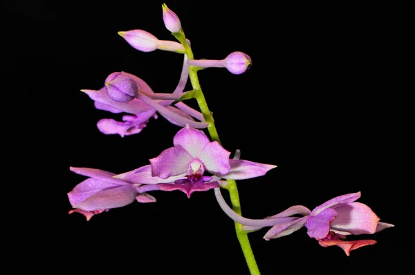 Sylvatica Calanthe — Foto de Stock