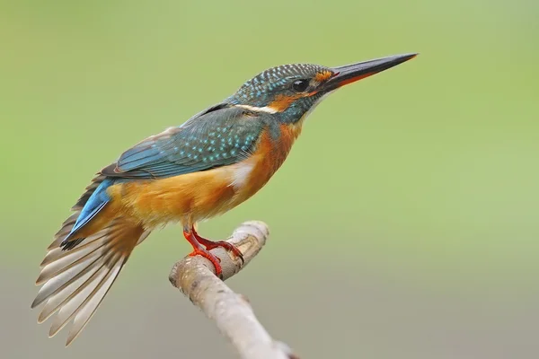 Fêmea comum kingfisher — Fotografia de Stock