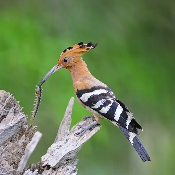 Hoopoe eurasiano — Fotografia de Stock