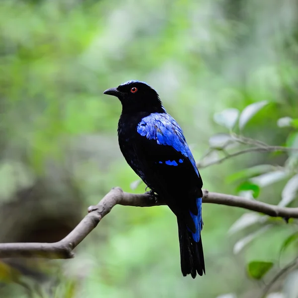 Azjatycki baśniowy bluebird — Zdjęcie stockowe