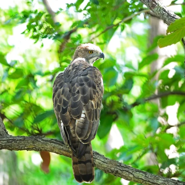 Águia-falcão mutável — Fotografia de Stock