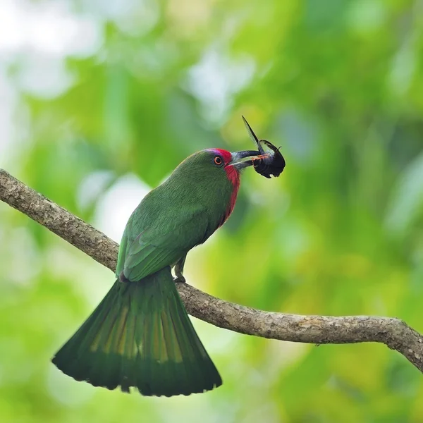 Hembra de barba roja Bee-eater —  Fotos de Stock