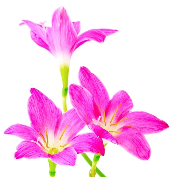 Rain Lily — Stock Photo, Image