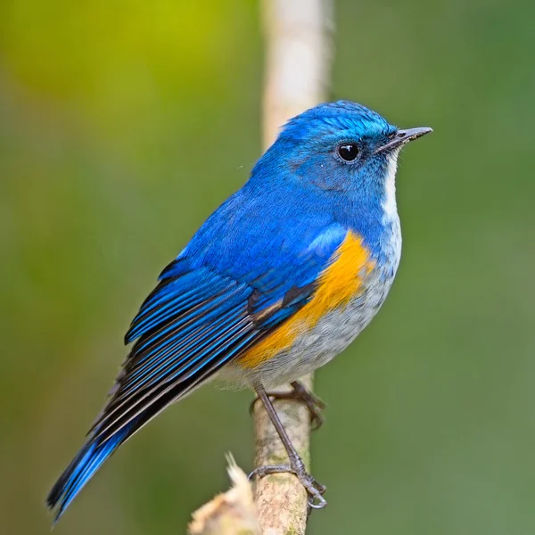 Bluetail do Himalaia — Fotografia de Stock