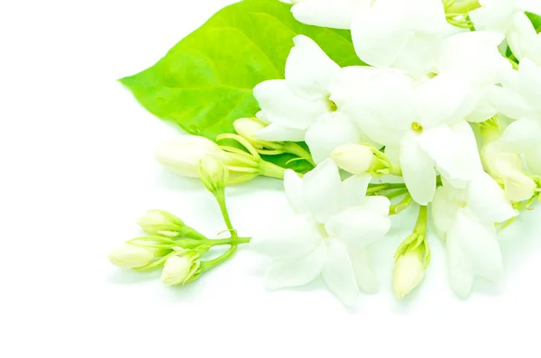 Jasmine — Stock Photo, Image