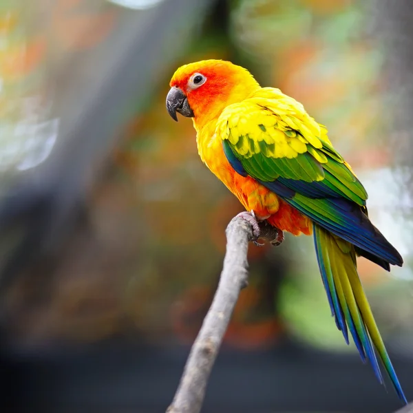 Sun conure — Φωτογραφία Αρχείου