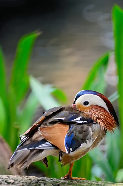 Mandarin Duck — Stock Photo, Image