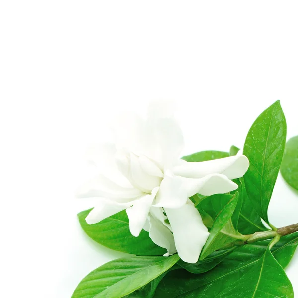 Gardenia — Foto de Stock