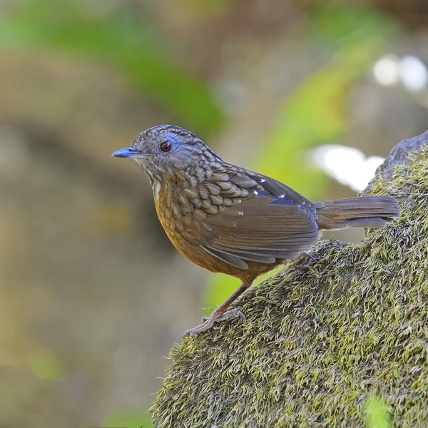 Pruhovaný wren tlučhuba — Stock fotografie