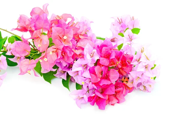 Bougainville — Stockfoto