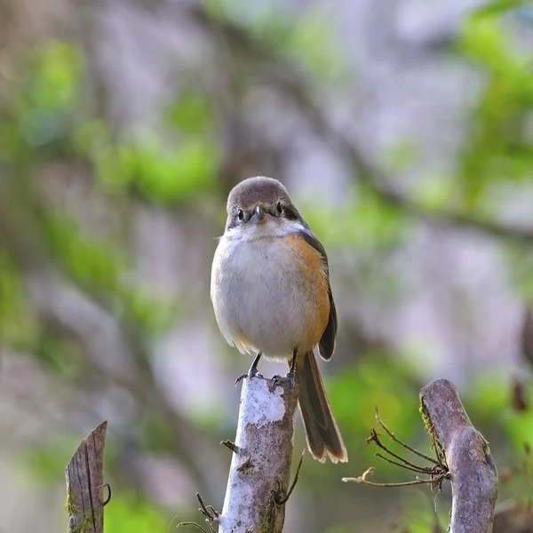 Shrike con respaldo gris — Foto de Stock