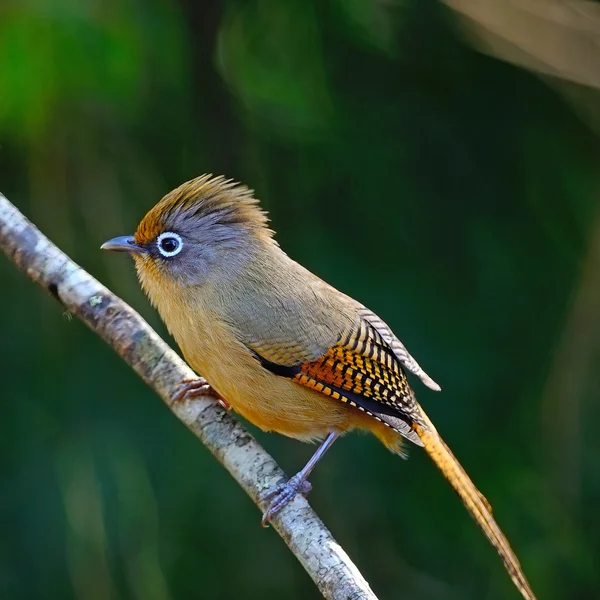 Brilhagedissen Actinodura — Stockfoto